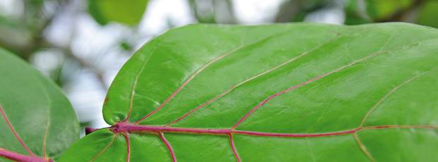 	Liquid Biofuels